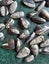 Orthoceras sp. ( 500 MYO). Uncoiled Nautiloid from Morocco. BULK QUANTITY x 40! Carousel 4