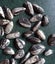 Orthoceras sp. ( 500 MYO). Uncoiled Nautiloid from Morocco. BULK QUANTITY x 40! Carousel 5
