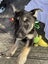 12 Weeks Puppies For Sale For $350 Each!! Carousel 4