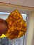 Antique Kauri Gum Amber Specimen – 69 grams South Island Origin Carousel 2