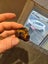 Antique Kauri Gum Specimens x 4 – 69 grams South Island Origin Carousel 7