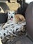 Skylar - 9 years old, Good with Other Dogs and Children Carousel 1