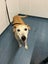 Skylar - 9 years old, Good with Other Dogs and Children Carousel 3