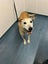Skylar - 9 years old, Good with Other Dogs and Children Carousel 4