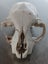 Skull curio - I believe feral cat - found in forest Carousel 1