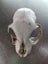 Skull curio - I believe feral cat - found in forest Carousel 2