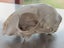 Skull curio - I believe feral cat - found in forest Carousel 3