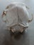 Skull curio - I believe feral cat - found in forest Carousel 4