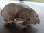 Skull curio - I believe feral cat - found in forest Carousel 5
