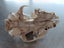 Skull curio - I believe feral cat - found in forest Carousel 6