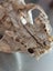 Skull curio - I believe feral cat - found in forest Carousel 7