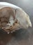Skull curio - I believe feral cat - found in forest Carousel 8