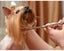Dog Grooming Scissors Kit (Auckland Clearance) Carousel 8