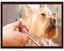 Dog Grooming Scissors Kit (Auckland Clearance) Carousel 9