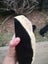 $1 reserve Pounamu greenstone carving block 3.1 kg Carousel 9