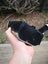 $1 reserve Pounamu greenstone carving block 3.1 kg Carousel 13