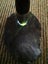 $1 reserve Pounamu greenstone carving slab Carousel 7