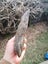 $1 reserve Pounamu greenstone carving slab Carousel 6