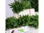 5 Pcs Artificial Plants Pine Branches Christmas Tree Accessories DIY New Year Carousel 3