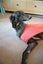 Amie Kay the Greyhound Detective Dancer and Sweetheart Carousel 5