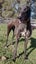 Amie Kay the Greyhound Detective Dancer and Sweetheart Carousel 7