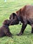 Purebred Labrador Puppies Carousel 3