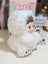Kararumii (SECRET) popmart hacipupu gummy bear Carousel 3