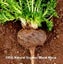 Black Maca – Increases Stamina, Brain Function, Stamina, Endurance and Fertility Carousel 2