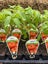 VEGETABLE & HERB SEEDLINGS Carousel 3