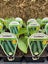 VEGETABLE & HERB SEEDLINGS Carousel 4