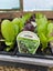 VEGETABLE & HERB SEEDLINGS Carousel 5
