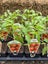 VEGETABLE & HERB SEEDLINGS Carousel 6