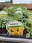 VEGETABLE & HERB SEEDLINGS Carousel 7