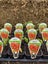 VEGETABLE & HERB SEEDLINGS Carousel 8