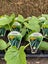 VEGETABLE & HERB SEEDLINGS Carousel 9