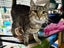 Kitty Kingdom - CELESTE Carousel 1