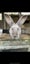 Flemish Giant kits Carousel 5