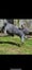 Flemish Giant kits Carousel 3