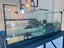 FULL TURTLE SETUP – 2 HEALTHY REEVES TURTLES (last time listed) Carousel 5