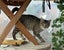 Kitty Kingdom - TRINITY Carousel 1