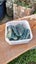 Greenstone Carousel 12