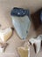 Fossil Shark Tooth - Bulk (Megalodon, Great White, Lesser White, Bull etc) $1Res Carousel 6