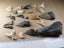Fossil Shark Tooth - Bulk (Megalodon, Great White, Lesser White, Bull etc) $1Res Carousel 3