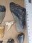 Fossil Shark Tooth - Bulk (Megalodon, Great White, Lesser White, Bull etc) $1Res Carousel 4