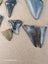 Fossil Shark Tooth - Bulk (Megalodon, Great White, Lesser White, Bull etc) $1Res Carousel 7