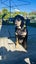 4 Year old Male Huntaway Breed (Black/Tan) Carousel 1