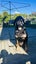4 Year old Male Huntaway Breed (Black/Tan) Carousel 2