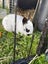 Baby Rex Rabbits Carousel 2