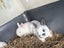 Baby Rex Rabbits Carousel 3