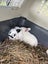 Baby Rex Rabbits Carousel 4